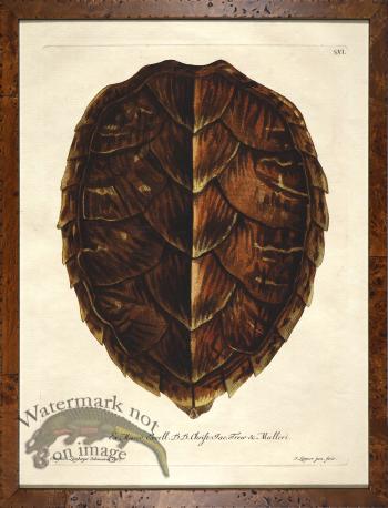 Turtle Shell Burl 06